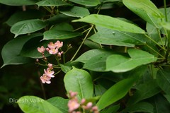Jatropha integerrima